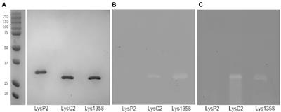 Cell wall modifications that alter the exolytic activity of lactococcal phage endolysins have little impact on phage growth